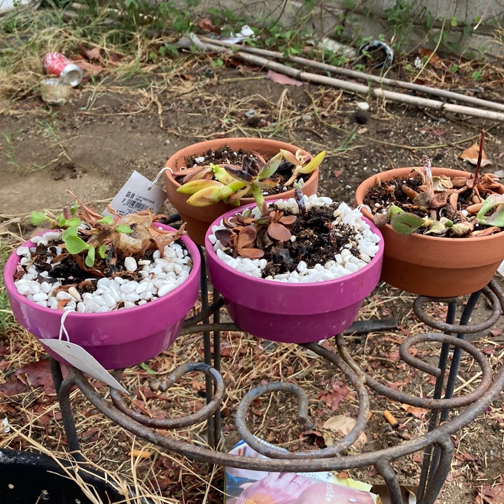 Indoor plants pots too